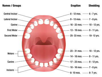 Teeth identification chart